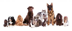 Different breeds of dogs big and small are sitting on a white background