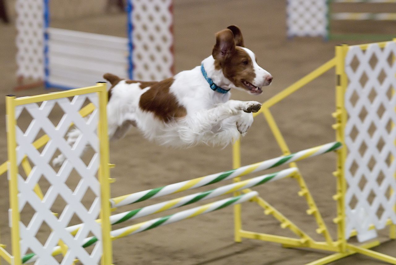 Olika hundsporter