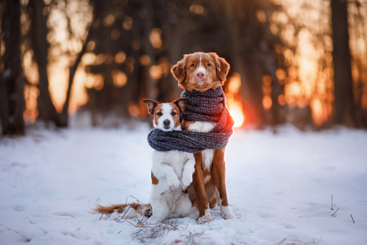 Sälja hundsaker du inte längre behöver Sälja hundsaker du inte längre behöver