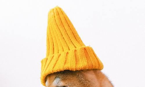 Försäkring för din hund Försäkring för din hund